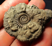 Load image into Gallery viewer, Crucilobiceras pyrite ammonite fossil (45 mm)
