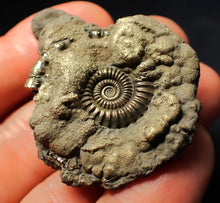 Load image into Gallery viewer, Crucilobiceras pyrite ammonite fossil (45 mm)