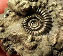 Load image into Gallery viewer, Crucilobiceras pyrite ammonite fossil (45 mm)