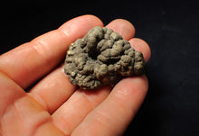 Load image into Gallery viewer, Crucilobiceras pyrite ammonite fossil (45 mm)