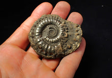 Load image into Gallery viewer, Very large Crucilobiceras pyrite ammonite fossil (59 mm)