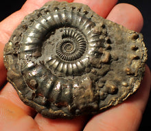 Load image into Gallery viewer, Very large Crucilobiceras pyrite ammonite fossil (59 mm)
