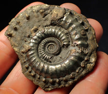 Load image into Gallery viewer, Very large Crucilobiceras pyrite ammonite fossil (59 mm)