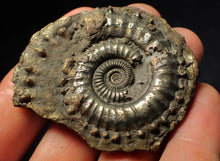 Load image into Gallery viewer, Very large Crucilobiceras pyrite ammonite fossil (59 mm)