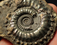 Load image into Gallery viewer, Very large Crucilobiceras pyrite ammonite fossil (59 mm)