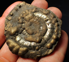 Load image into Gallery viewer, Very large Crucilobiceras pyrite ammonite fossil (59 mm)