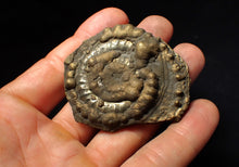 Load image into Gallery viewer, Very large Crucilobiceras pyrite ammonite fossil (59 mm)