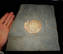 Load image into Gallery viewer, Large complete multi-coloured iridescent Caloceras display ammonite (90mm)
