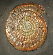 Load image into Gallery viewer, Large complete multi-coloured iridescent Caloceras display ammonite (90mm)