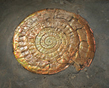 Load image into Gallery viewer, Large complete multi-coloured iridescent Caloceras display ammonite (90mm)