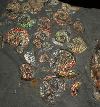 Load image into Gallery viewer, Large iridescent multi-ammonite display fossil