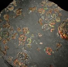 Load image into Gallery viewer, Large iridescent multi-ammonite display fossil