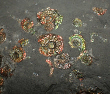 Load image into Gallery viewer, Large iridescent multi-ammonite display fossil