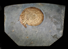 Load image into Gallery viewer, Huge complete subtly iridescent Caloceras display ammonite fossil (148 mm)