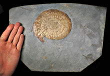 Load image into Gallery viewer, Huge complete subtly iridescent Caloceras display ammonite fossil (148 mm)
