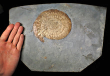 Load image into Gallery viewer, Huge complete subtly iridescent Caloceras display ammonite fossil (148 mm)