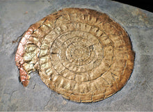 Load image into Gallery viewer, Huge complete subtly iridescent Caloceras display ammonite fossil (148 mm)