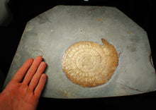 Load image into Gallery viewer, Huge complete subtly iridescent Caloceras display ammonite fossil (148 mm)
