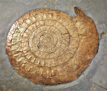 Load image into Gallery viewer, Huge complete subtly iridescent Caloceras display ammonite fossil (148 mm)