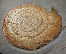 Load image into Gallery viewer, Huge complete subtly iridescent Caloceras display ammonite fossil (148 mm)