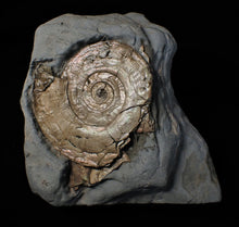 Load image into Gallery viewer, Large pearlescent Psiloceras ammonite display piece