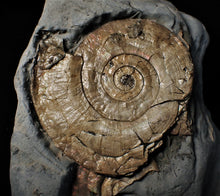 Load image into Gallery viewer, Large pearlescent Psiloceras ammonite display piece