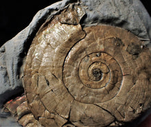 Load image into Gallery viewer, Large pearlescent Psiloceras ammonite display piece