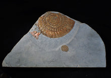 Load image into Gallery viewer, Large copper iridescent Caloceras display ammonite 108 mm