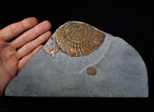 Load image into Gallery viewer, Large copper iridescent Caloceras display ammonite 108 mm