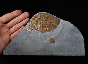 Large copper iridescent Caloceras display ammonite 108 mm