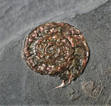 Load image into Gallery viewer, Large copper iridescent Caloceras display ammonite 108 mm