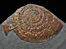 Load image into Gallery viewer, Large copper iridescent Caloceras display ammonite 108 mm