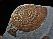 Load image into Gallery viewer, Large copper iridescent Caloceras display ammonite 108 mm