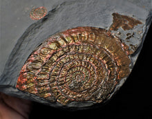 Load image into Gallery viewer, Large copper iridescent Caloceras display ammonite 108 mm