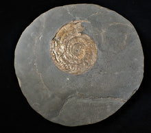 Load image into Gallery viewer, Large bronzy iridescent Psiloceras ammonite display piece