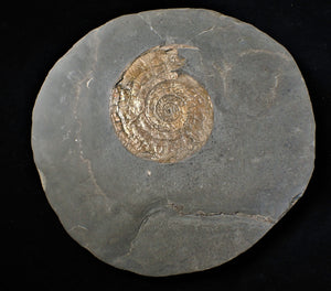 Large bronzy iridescent Psiloceras ammonite display piece