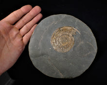 Load image into Gallery viewer, Large bronzy iridescent Psiloceras ammonite display piece