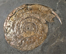 Load image into Gallery viewer, Large bronzy iridescent Psiloceras ammonite display piece