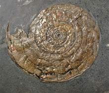 Load image into Gallery viewer, Large bronzy iridescent Psiloceras ammonite display piece