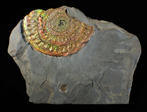 Large multi-coloured iridescent Caloceras display ammonite