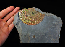 Load image into Gallery viewer, Large multi-coloured iridescent Caloceras display ammonite
