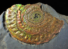 Load image into Gallery viewer, Large multi-coloured iridescent Caloceras display ammonite
