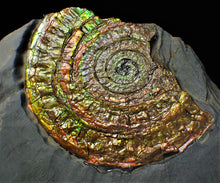 Load image into Gallery viewer, Large multi-coloured iridescent Caloceras display ammonite