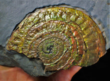 Load image into Gallery viewer, Large multi-coloured iridescent Caloceras display ammonite
