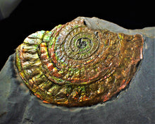 Load image into Gallery viewer, Large multi-coloured iridescent Caloceras display ammonite