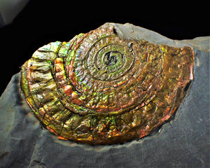 Large multi-coloured iridescent Caloceras display ammonite