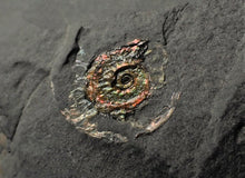 Load image into Gallery viewer, Large multi-coloured iridescent Caloceras display ammonite