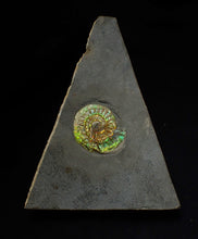 Load image into Gallery viewer, Green iridescent Caloceras display ammonite fossil 33mm