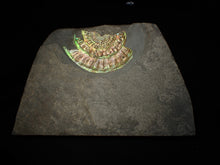 Load image into Gallery viewer, Rainbow iridescent Caloceras ammonite fossil display piece 91mm