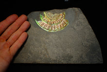 Load image into Gallery viewer, Rainbow iridescent Caloceras ammonite fossil display piece 91mm